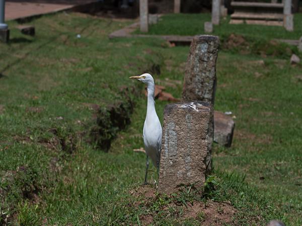 <h3><a href="/trips/srilanka/biota/animalia/chordata/aves/015 pelecaniformes/002 ardeidae/bubulcus coromandus/bubulcus coromandus-nl.html">Bubulcus&nbsp;coromandus</a> / Eastern&nbsp;cattle&nbsp;egret / Oostelijke&nbsp;koereiger</h3>NIKON D500 met AF-S Nikkor 80-400mm f/4.5-5.6G ED VR, 1/3200 sec  bij F8.0, ISO 320, afstand 5.96&nbsp;m